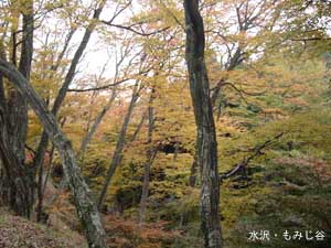 ����E���݂��J�A�P�P���P�V��