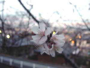 �͌��c�_�ЁE�P���P���B�e