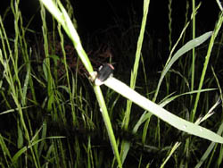 �����w�Z���E�|�J��