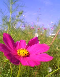 �Ԗ쒬�R�X���X���^�P�O���S��