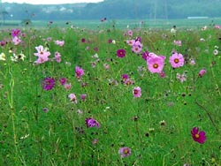 �Ԗ쒬�R�X���X���^�P�O���P�O��