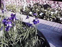 ���ɂ����������炢�Ă��܂�