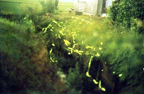 ���N�̂ق���̗l�q�i�Ԗ쒬�c���V�c�E�U����{�j