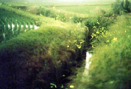 �O�d�S�Ԗ쒬