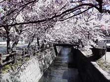 �\�l�쉈���̍����؁B���J�̂Ƃ��͉���q���E�E�E