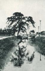 �x�c�̈�{���̐̂̎p