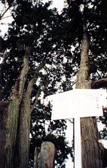 ����S�N�̂Ђ̂�