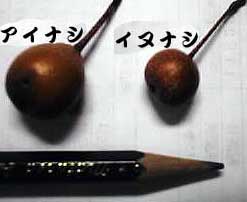 �����Ȃ��ƃC�k�i�V