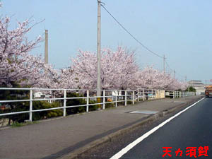 �V���{��Q�R����