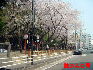 �L�̐X����