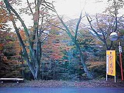 ���݂��J�̂��݂��Ղ�