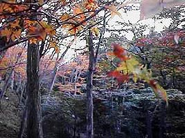 ���݂��J99�i����n��j