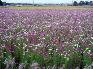 �Ԗ쒬�R�X���X���@�P�O���P�S�����