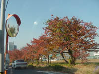 �����؂́A�^���Ԃɍg�t��