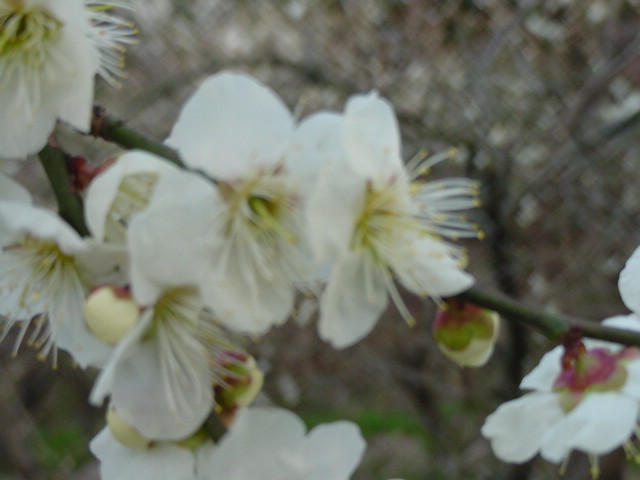 �~�̉ԁ@����������ɂ�